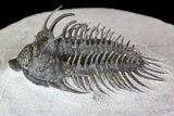 Bargain, Spiny Comura Trilobite - Composite Spines #138975-3